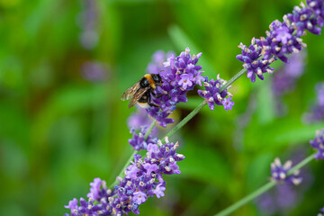 Close-up of a bumblebee on a blooming lavender