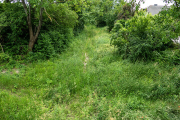 a dry creek in the forest