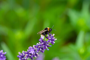 Close-up of a bumblebee on a blooming lavender