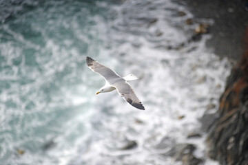 seagull flies in the sky in freedom with sea background - Italy Liguria , cinque terre