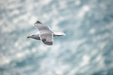 Obraz premium seagull flies in the sky in freedom with sea background - Italy Liguria , cinque terre