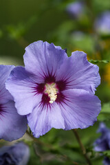 Close-up of a blue hibiscus blossom in full bloom © jokuephotography