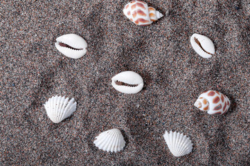   Seashells lying in the sand. Drawing of shells. Summer time. Beach and sand. Relax on the beach.
