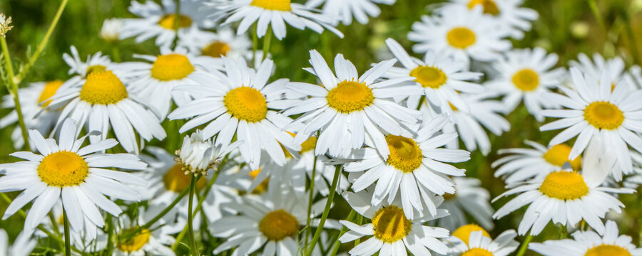 margeriten