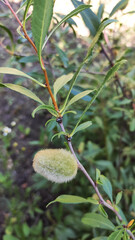 the maturation of the almond nut