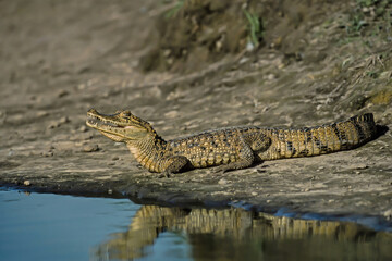 Spectacled Caiman (Caiman crocodilus) with his mouth open on the banks of the river