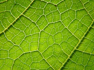 Horizontal closeup shot a pattern on a bright green leaf