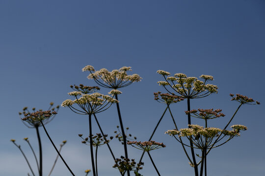 Autumn cicuta flower with blue sky background from bottom view.Beautiful wild hemlock growing outdoors in the sunset summer meadow, close up view