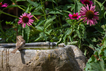 A sparrow sitting at the border of a bird bath in front of purple coneflowers in full bloom