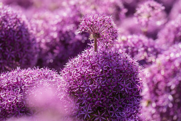 blooming violet blossoms of a garden leek (Allium)