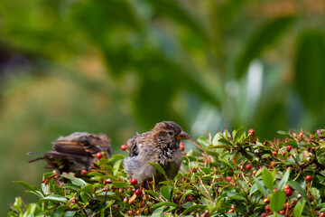 A wet sparrow sitting on a bush with red berries after having a bath