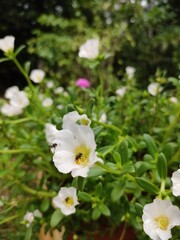 Obraz na płótnie Canvas white flowers in the garden