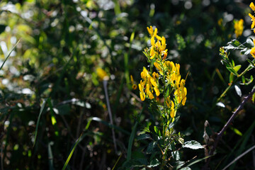 Genista hirsutum mediterranean needle leaved and flax broom thorny shrub with deep yellow flowers clothed as small tufts light by flash