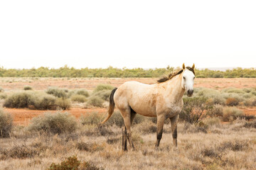 A wild horse, brumby, in the outback of the Northern Territory of Australia