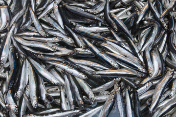 Fototapeta premium Many of herrings in a row. Heap of fishes.