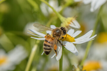 bienen