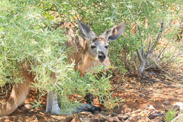 A  kangaroo resting in the shade of a Bush looks bored up when he is disturbed