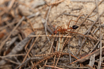 Close up of an Australian Giant Bull Ant, myrmecia gratiosa,,  with a twig between the jaws