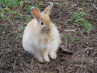 another rabbit