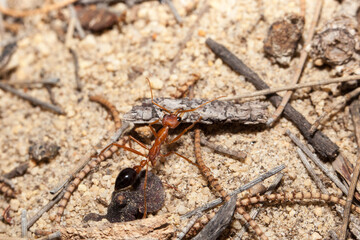 Close up of an Australian Giant Bull Ant, myrmecia gratiosa,,  with a twig between the jaws