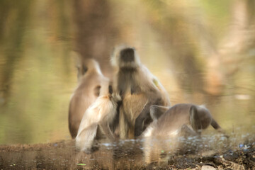 Gray langur and reflection on water, Wildlife National Park, India