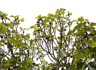 Agriculture of Gran Canaria - fig tree branches full of ripe and ripening fruit