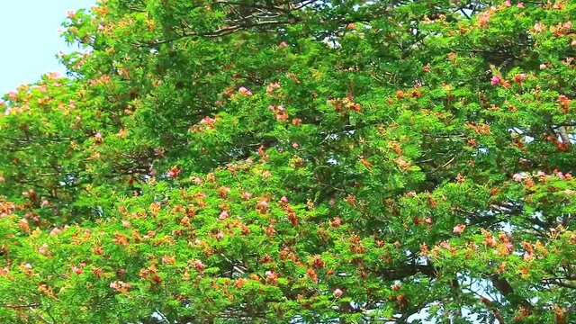 panning East Indian Walnut, Monkey Pod, Rain Tree, pink flowers and bkue sky background