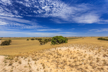 Windy landscape with hills of quartz sand with dry grass, scattered trees and shrubs and veil clouds with blue sky