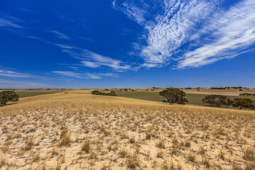 Fototapeta na wymiar Windy landscape with hills of quartz sand with dry grass, scattered trees and shrubs and veil clouds with blue sky