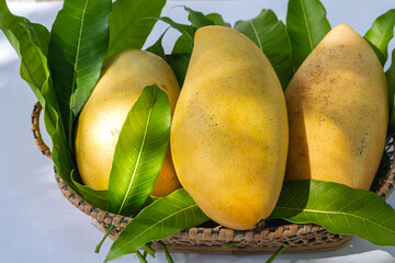 Yellow Mango, Barracuda mango, is placed on the mango leaves in a woven basket.
