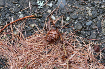 pine cones on the branch on the ground