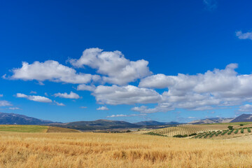 Fototapeta na wymiar hermoso paisaje de tierras de cultivo en Andalucía, España
