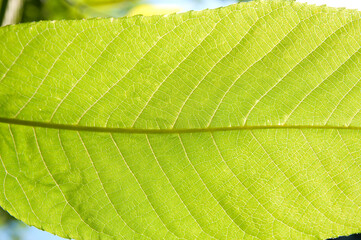 one green leaf of a tree close up illuminated by sunlight on a summer day