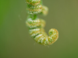 Plant Closeup