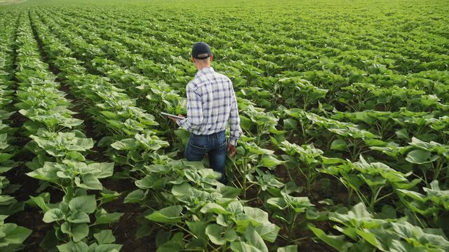 Rear view of a farmer with tablet inspects sunflower growth walking through the field, slow-motion shot