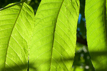 large green tree leaves close up illuminated by the sun