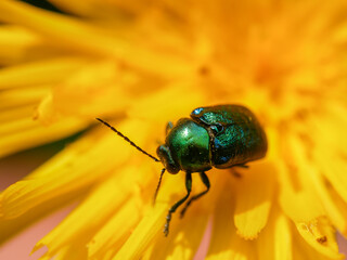 Little Green Beetle
