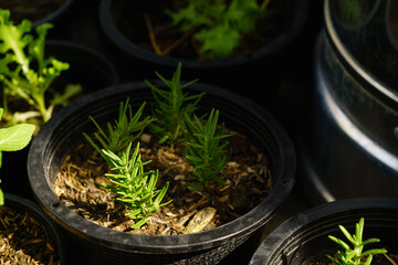 Rosemary in a plastic pot planted by cuttings