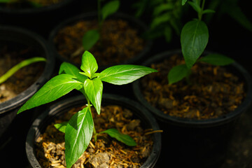 Andrographis paniculata, commonly known as creat or green chireta