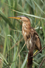 Closeup of a Yellow Bittern, Bahrain
