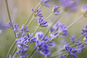 Lavender Flowers. Branches of flowering lavender. Can be used as background