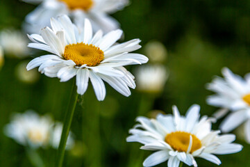 Fototapeta premium Shasta Blooms