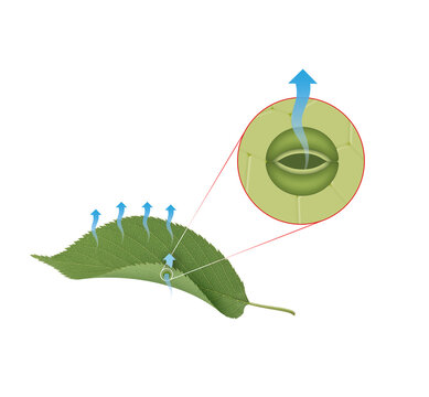 Transpiration Of Leaf