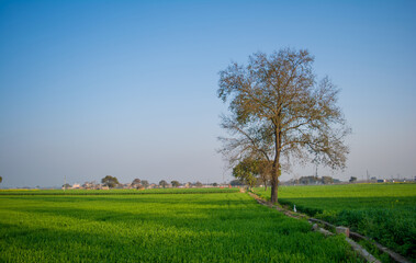 Field of young wheat, Green wheat field with clouds in India, agricultural field landscape