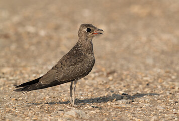 Collard Pratincole on the gorund, Bahrain