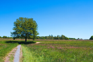 Fototapeta na wymiar A tree in a meadow in summer