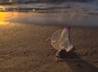 Blue bubble of flotation sail of Portuguese man of war dangerous jellyfish on Las Canteras, afternoon light
