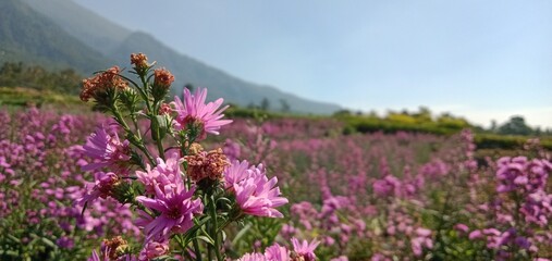 spring in the mountains