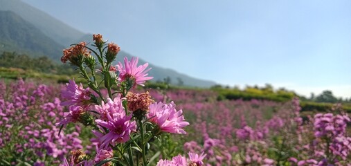 lavender field in provence