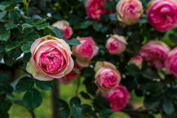 many pink roses on a blurred green background